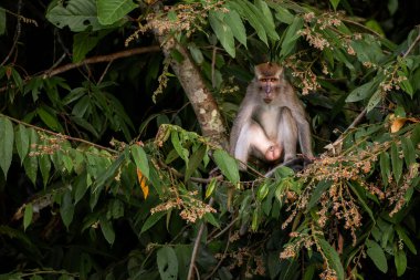 Uzun kuyruklu Macaque - Macaca fascicularis, Güneydoğu Asya ormanlarından, ormanlardan ve bahçelerden, Borneo, Malezya.