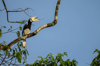 Oriental Pied-hornbill - Anthracoceros albirostris, small beautiful hornbill from Southeast Asian forests and woodlands, Borneo, Malaysia.