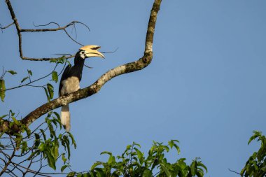 Oriental Pied-hornbill - Anthracoceros albirostris, small beautiful hornbill from Southeast Asian forests and woodlands, Borneo, Malaysia. clipart