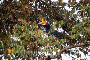 Gergedan boynuzu - Buceros gergedanı, Güneydoğu Asya tropikal ormanlarından renkli gagalı güzel ikonik kuş, Kinabatangan nehri, Borneo, Malezya. 