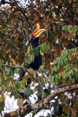 Gergedan boynuzu - Buceros gergedanı, Güneydoğu Asya tropikal ormanlarından renkli gagalı güzel ikonik kuş, Kinabatangan nehri, Borneo, Malezya. 