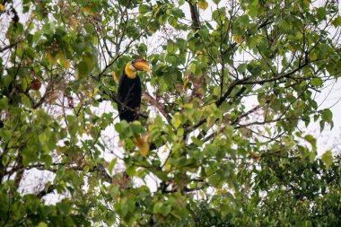 Buruşuk Hornbill - Rhabdotorrhinus corrugatus, Güneydoğu Asya tropikal ormanlarından renkli gagalı büyük güzel ikonik kuş, Kinabatangan nehri, Borneo, Malezya.