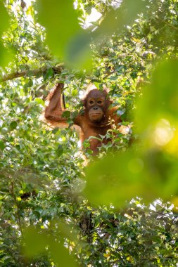 Bornean Orangutan - Pongo pigmaeus, Malezya 'nın Borneo adasına özgü güzel ve popüler bir maymun türü..