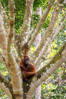 Bornean Orangutan - Pongo pigmaeus, Malezya 'nın Borneo adasına özgü güzel ve popüler bir maymun türü..