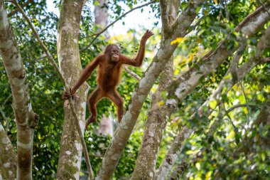 Bornean Orangutan - Pongo pigmaeus, Malezya 'nın Borneo adasına özgü güzel ve popüler bir maymun türü..