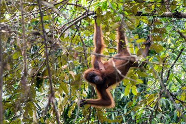 Bornean Orangutan - Pongo pigmaeus, Malezya 'nın Borneo adasına özgü güzel ve popüler bir maymun türü..
