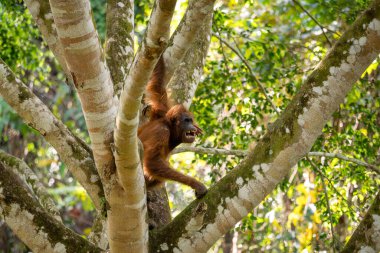 Bornean Orangutan - Pongo pigmaeus, Malezya 'nın Borneo adasına özgü güzel ve popüler bir maymun türü..