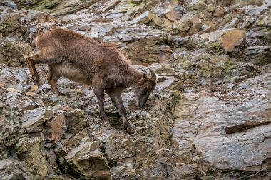 Batı Kafkas Tur - Capra Kafkasya, Kafkas Dağları 'nın yüksek irtifasından güzel uzun boynuzlu dağ keçisi.