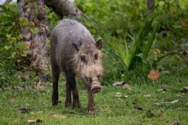 Bornean Sakallı Domuz - Sus Barbatus Barbatus, Güneydoğu Asya tropikal ormanlarından büyük sakallı domuz, Bako Ulusal Parkı, Borneo, Malezya.