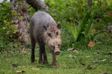 Bornean Bearded Pig - Sus barbatus barbatus, large bearded pig from Southeast Asian tropical forests, Bako National Park, Borneo, Malaysia. clipart