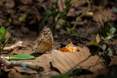 Gray Pansy butterfly - Junonia atlites, beautiful brown and grey butterfly from Southeast Asia meadows and woodlands, Malaysia. clipart