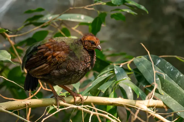 stock image Crested Partridge - Rollulus rouloul, beautiful colored ground bird from tropical forests of Southeast Asia, Malaysia.