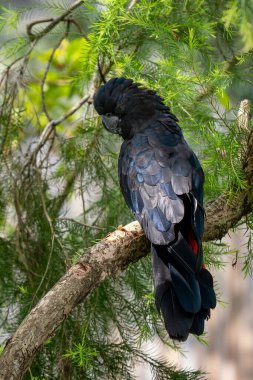 Kızıl kuyruklu Siyah Papağan - Calyptorhynchus banksii, Avustralya 'nın Avustralya ormanlarından ve okaliptüs ormanlarından güzel büyük siyah kakadunun portresi.