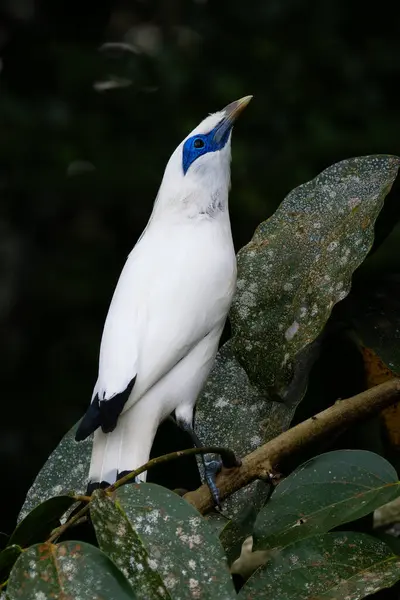 stock image Rothschild's Mynah - Leucopsar rothschildi, beautiful white blue eyed starling endemic in Bali island, Indonesia.