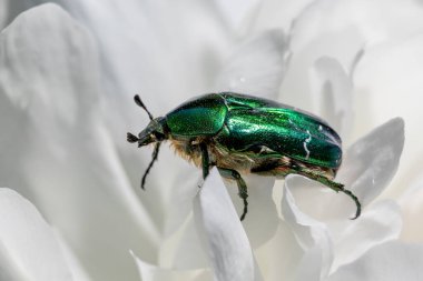 Gül Chafer Böceği - Cetonia aurata, Avrupa çayırlarından ve bahçelerinden gelen güzel metalik böcek, Zlin, Çek Cumhuriyeti.