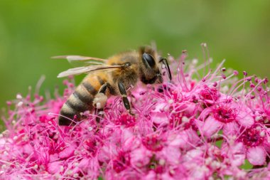 Bal Arısı - Apis mellifera, anakara Afro-Avrasya, Zlin, Çek Cumhuriyeti 'nin çayırlarına ve ormanlarına özgü yaygın popüler eusosyal uçan böcek..