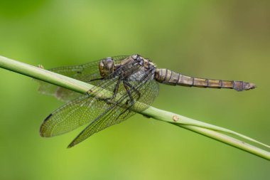 Kızıl Uçan Yusufçuk - Orthetrum testaceum, Güneydoğu Asya, Borneo, Malezya 'nın göllerinden ve nehirlerinden gelen güzel Asya tatlı su yusufçuğu.
