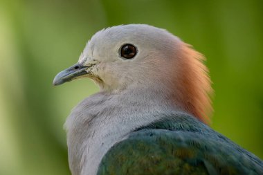 Green Imperial-pigeon - Ducula aenea, portrait of beautiful large forest pigeon from Southeast asian forests, Sri Lanka. clipart