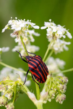 İtalyan çizgili böcek - Graphosoma italicum, Avrupa çayır ve otlaklarından güzel renkli böcek, Çek Cumhuriyeti.