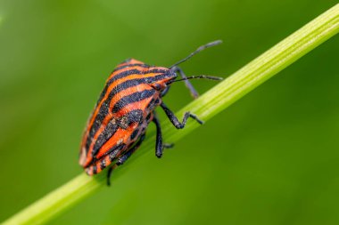 İtalyan çizgili böcek - Graphosoma italicum, Avrupa çayır ve otlaklarından güzel renkli böcek, Çek Cumhuriyeti.