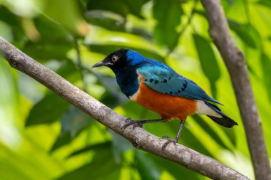Muhteşem Starling - Lamprotornis superbus, Afrika ormanlarından ve çalılıklardan parlayan güzel sığırcık, Tsavo East, Kenya.
