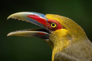 Saffron Toucanet - Pteroglossus bailloni, beautiful colored bird from Atlantic forests of South America, Brazil. clipart