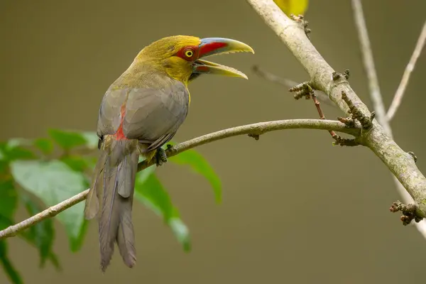 Stock image Saffron Toucanet - Pteroglossus bailloni, beautiful colored bird from Atlantic forests of South America, Brazil.