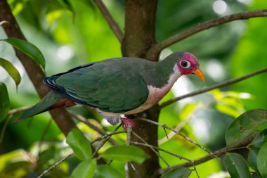 Jambu Fruit Dove - Ptilinopus Jambu, Güneydoğu Asya, Borneo, Malezya ormanlarından güzel renkli meyve güvercini.