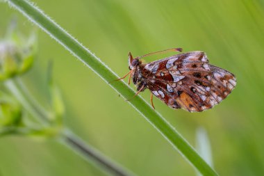 Dokumacılar Fritillary - Bolorya dia, güzel küçük fırça ayağı kelebeği Avrupa çayır ve otlaklarından, Çek Cumhuriyeti.