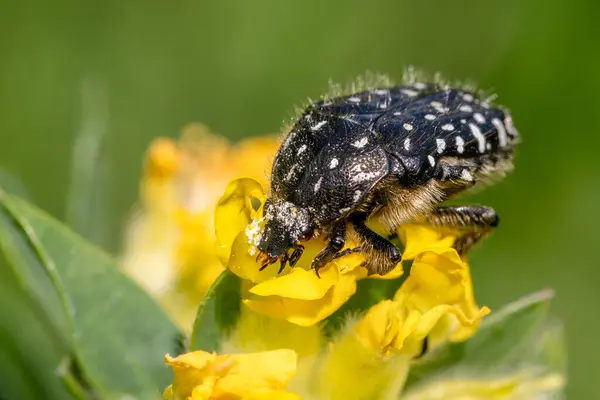 stock image White spotted rose beetle - Oxythyrea funesta, beautiful black and white scarab beetle from European meadows and gardens, Zlin, Czech Republic.