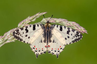 Doğu Festoon Kelebeği - Zerynthia cerisyi, Güneydoğu Avrupa çayır ve otlaklarından güzel renkli Eski Dünya papilionid kelebeği, Yunanistan.