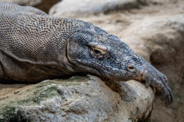Komodo Dragon - Varanus komodoensis, Endonezya 'nın Komodo adalarına özgü büyük ve tehlikeli ikonik bir kertenkele portresi..