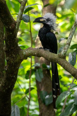 Beyaz ibikli Hornbill - Horizocerus albocristatus, Batı Afrika ormanları ve ormanlık alanlardan beyaz armalı büyük güzel ikonik kuş, Sierra Leone.