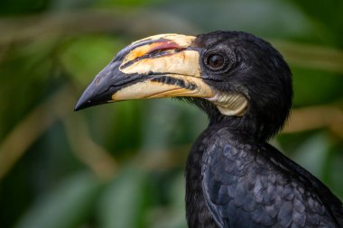 Afrika Pied Hornbill - Lophoceros fasciatus, büyük güzel ikonik kuş ekvatoral Afrika ormanları ve ormanları, Uganda.