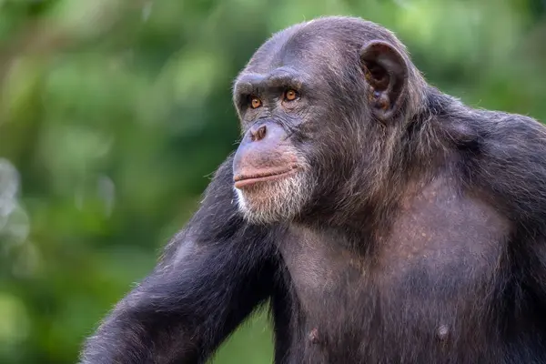stock image Common Chimpanzee - Pan troglodytes, popular great ape from African forests and woodlands, Kibale forest, Uganda.
