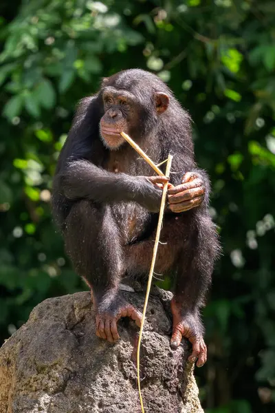 stock image Common Chimpanzee - Pan troglodytes, popular great ape from African forests and woodlands, Kibale forest, Uganda.