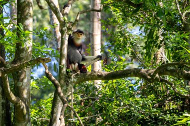 Kırmızı bıçaklı Douc Langur - Pygathrix nemaeus, Güneydoğu Asya, Denang, Vietnam 'ın tropikal ormanlarına özgü eşsiz renkli primat..