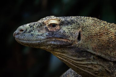Komodo Dragon - Varanus komodoensis, Endonezya 'nın Komodo adalarına özgü büyük ve tehlikeli ikonik bir kertenkele portresi..