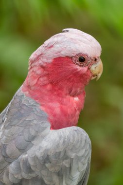 Galah Kakadusu - Eolophus Roseicapilla, Avustralya ormanlarından, ormanlardan ve çalılıklardan güzel, pembe ve gri papağan.