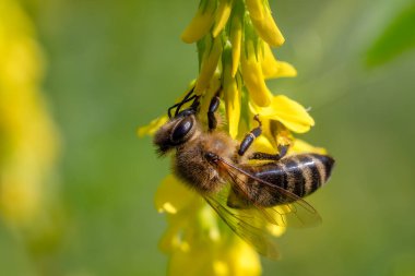 Bal Arısı - Apis mellifera, Çek Cumhuriyeti 'nin Afrika-Avrasya anakarasının çayırlarına ve ormanlarına özgü yaygın popüler eusosyal uçan böcek..