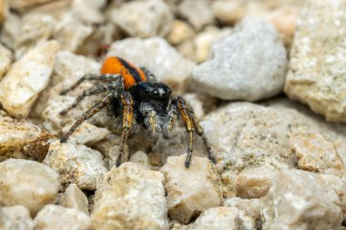 Güzel Jumper örümceği - β eus chrysops, Avrupa 'nın açık ve sıcak bölgelerinden atlayan güzel örümcek, Mikulov, Çek Cumhuriyeti.