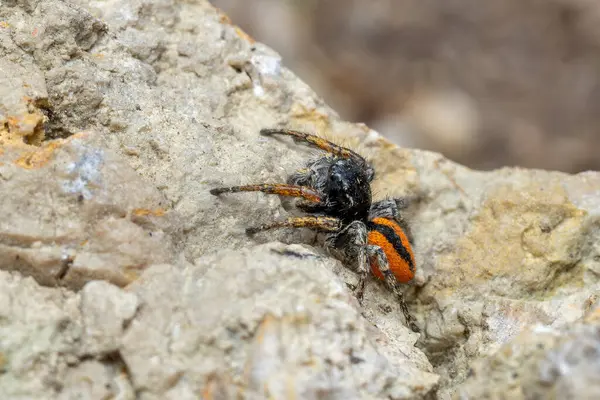 stock image Beautiful Jumper spider - Philaeus chrysops, beautiful small jumping spider from Euroasian open and warm areas, Mikulov, Czech Republic.