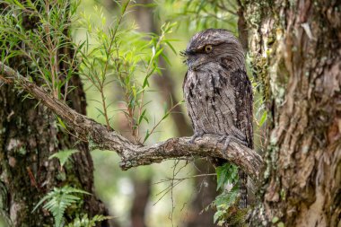 Tawny Frogmouth - Podargus strigoides, Avustralya ormanları ve ormanlarından eşsiz büyük gece kuşları.