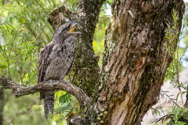 stock image Tawny Frogmouth - Podargus strigoides, unique large nocturnal bird from Australian forests and woodlands.