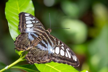 Clipper Kelebeği - Parthenos Sylvia, Asya çalıları ve ormanlarından güzel renkli kelebekler, Malezya.