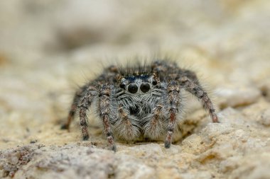 Güzel Jumper örümceği - β eus chrysops, Avrupa 'nın açık ve sıcak bölgelerinden atlayan güzel örümcek, Mikulov, Çek Cumhuriyeti.
