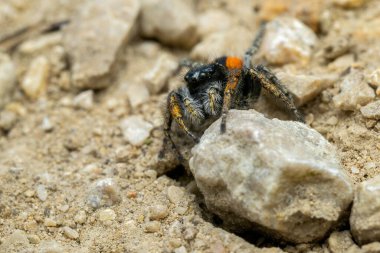 Güzel Jumper örümceği - β eus chrysops, Avrupa 'nın açık ve sıcak bölgelerinden atlayan güzel örümcek, Mikulov, Çek Cumhuriyeti.