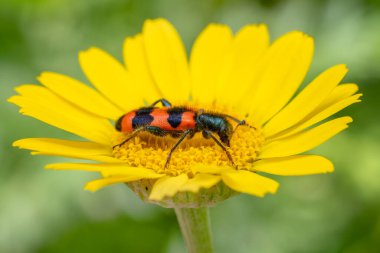 Bee Beetle - Trichodes apiarius, Avrupa ormanlarından ve ormanlık alanlardan gelen küçük güzel renkli böcek, Çek Cumhuriyeti.