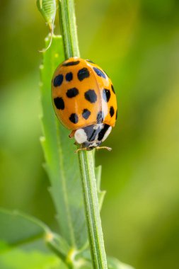 Multicolored Asian Lady Beetle - Harmonia axyridis, beautiful small colored lady beetle from Euroasian meadows and grasslands, Czech Republic. clipart