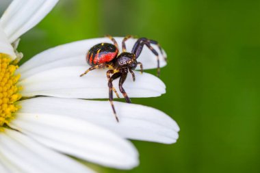 Napolyon örümceği - Synema globosum, Avrupa çayırlarından gelen küçük güzel renkli örümcek, Çek Cumhuriyeti.